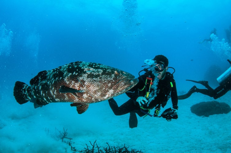 Giant Malabar Cod and Scuba Diver