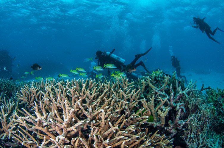 Staghorn Coral and Scuba Divers