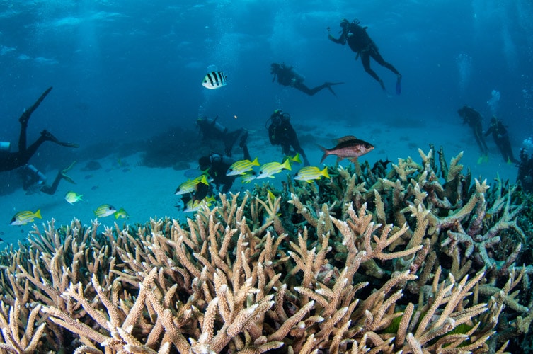 Staghorn Coral and Scuba Divers