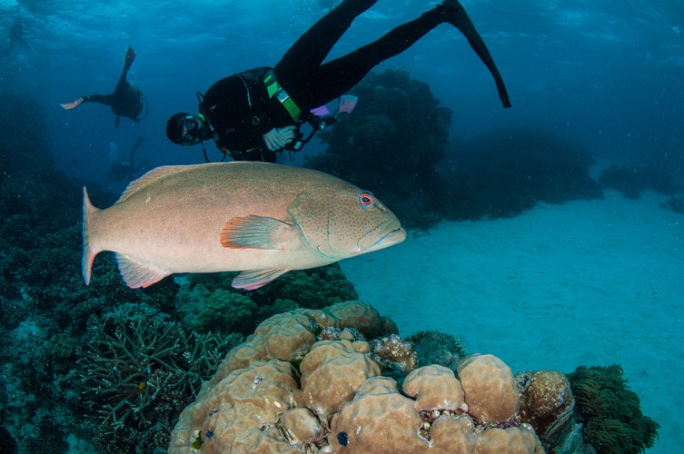 Coral Trout and Scuba Diver