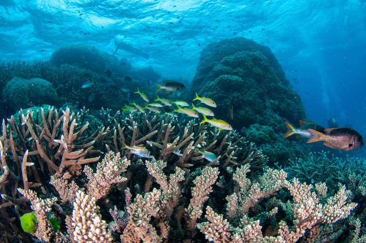 Hard Corals and Reef Fish