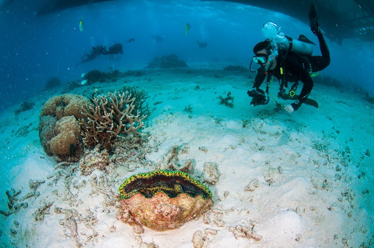 Giant Clam and Scuba Diver