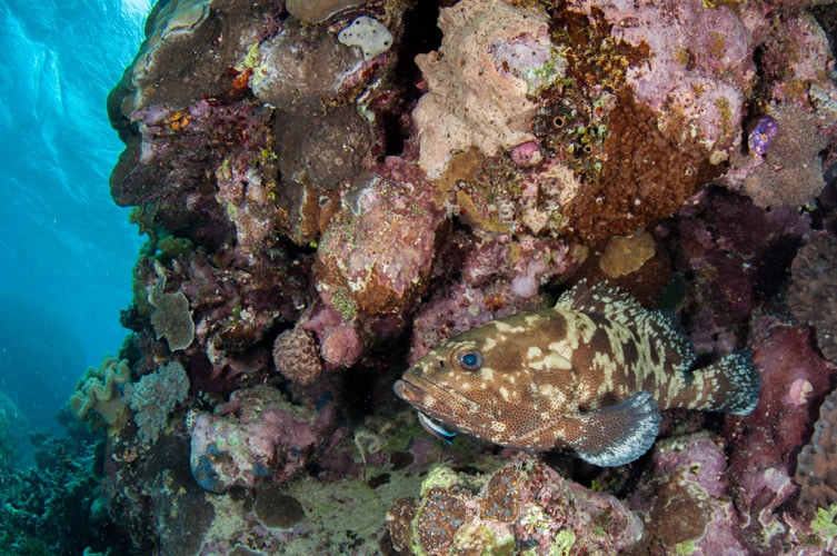 Coral Cod