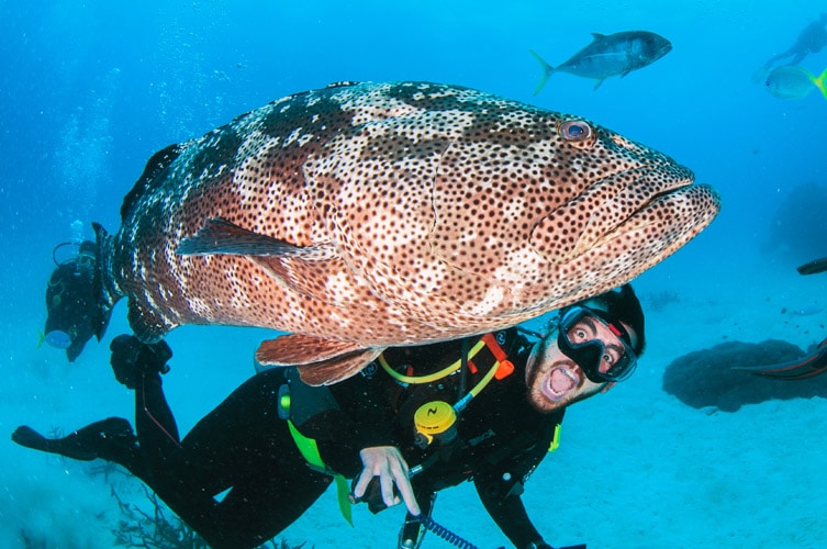 Giant Malabar Cod and Scuba Diver