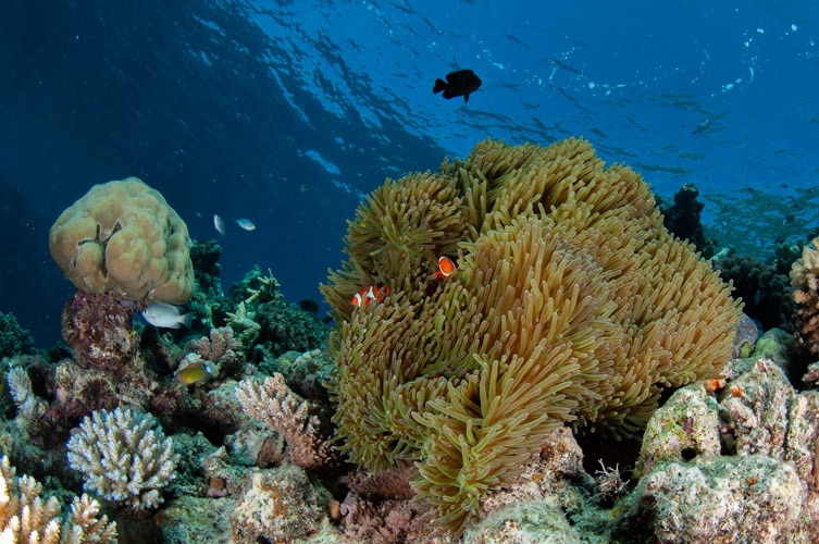 Anemone Fish and Soft Corals