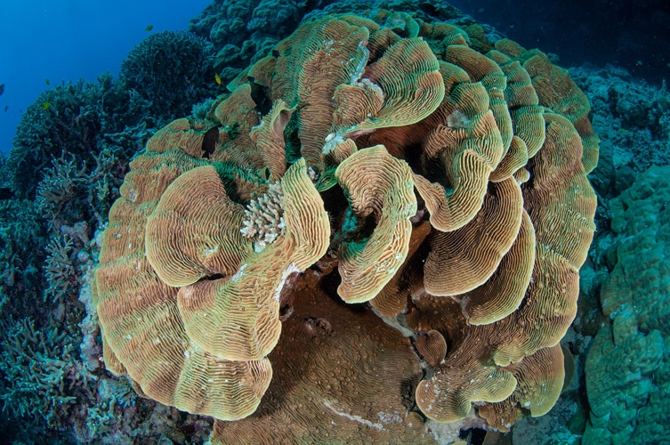 Cabbage Corals