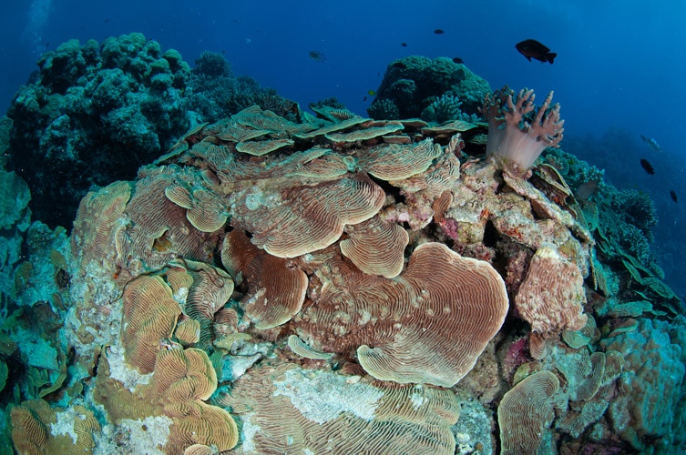 Cabbage Corals
