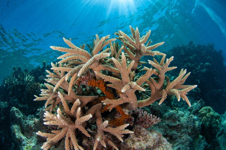 Stag-horn Coral