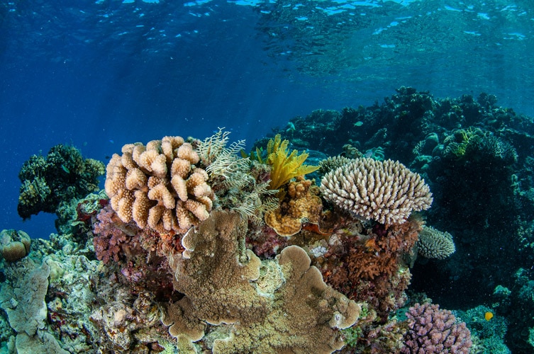 Dreamtime Dive & Snorkel Trip Review Cairns