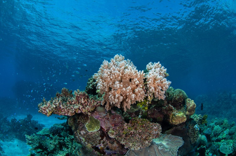Dreamtime Dive & Snorkel Trip Review Cairns