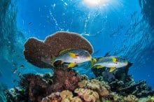 Sweetlip Reef Fish