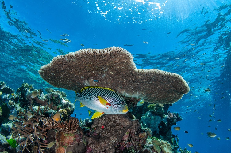 Sweetlip Reef Fish