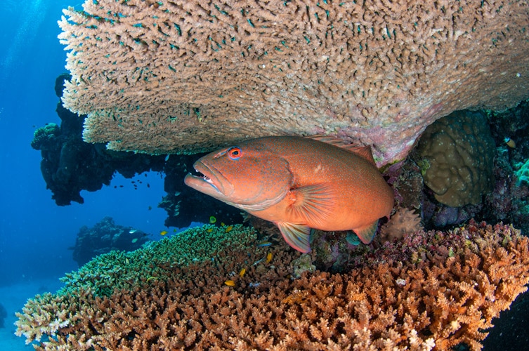 Red Coral Trout