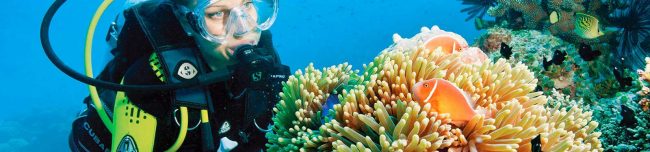 Scuba Diver Plus Anemonefish and Solft Corals