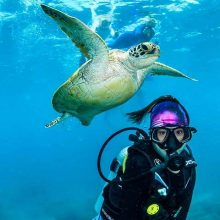 Scuba Diving with Sea Turtles on the GBR