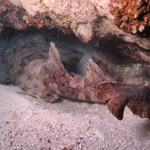 Wobbegong Reef Shark