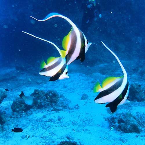 Angle Fish on the Great Barrier Reef