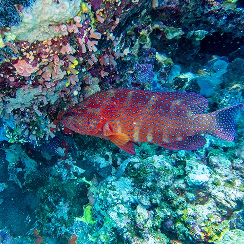 Coral Trout at Steve's Bommie