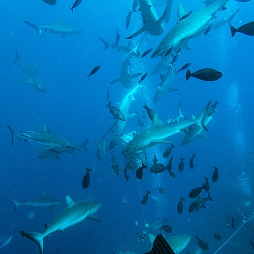 Shark Feed at North Horn Dive Site Osprey Reef