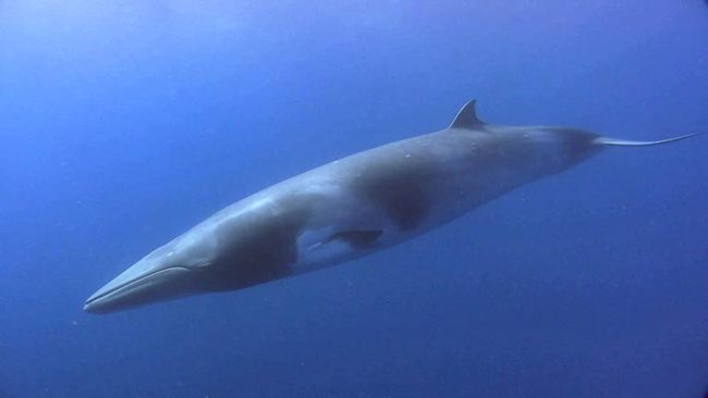 Dwarf Minke Whale Photographed on the Ribbon Reefs