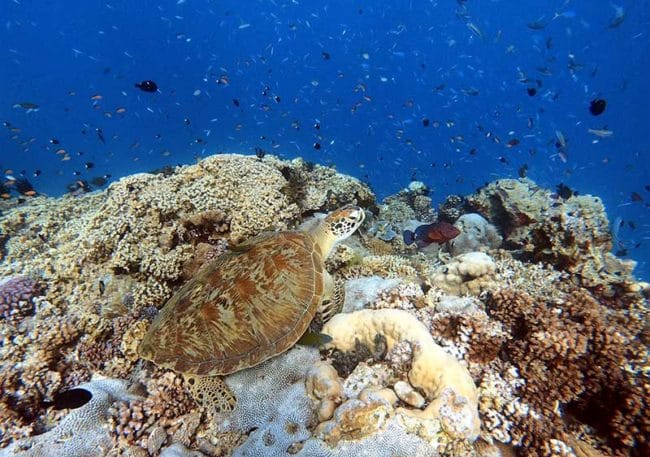Sea Turtle Resting on the Reef
