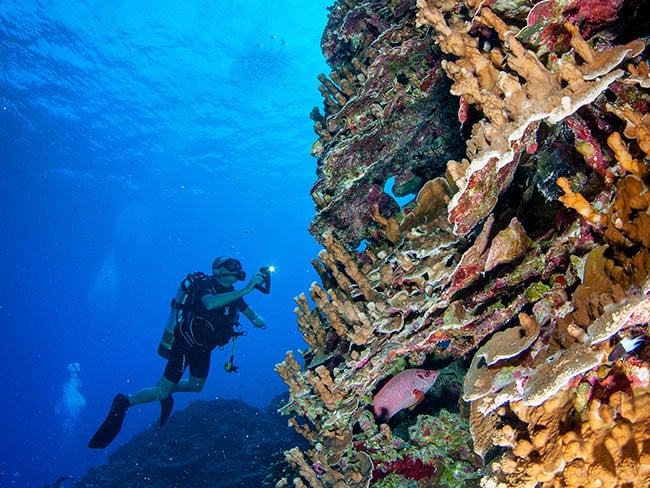 Scuba Diver on a Coral Sea Wall