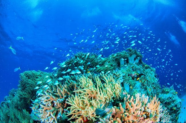 Beautiful Diving Conditions