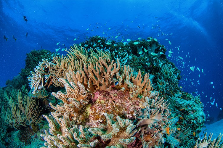 Bright Colorful Corals