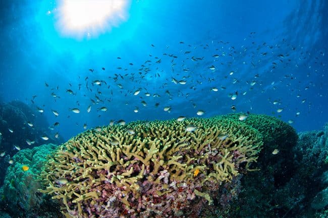 Sunlit coral bommie with schooling reef fish on the Great Barrier Reef near Cairns.