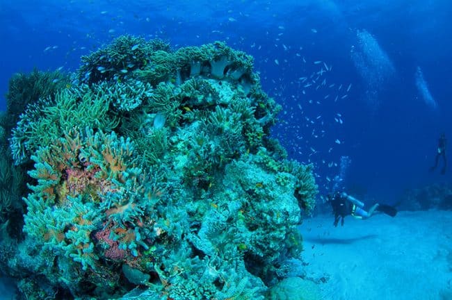 Large Coral Bommies
