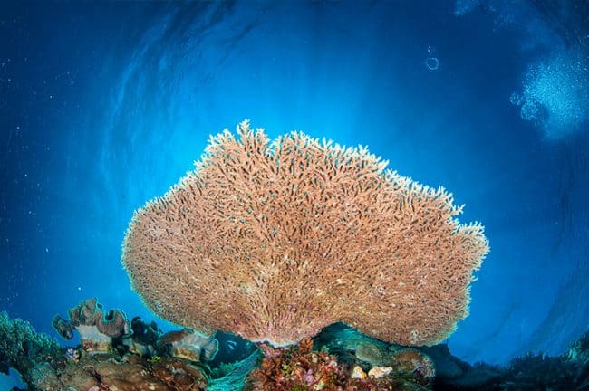 Large Plate Coral
