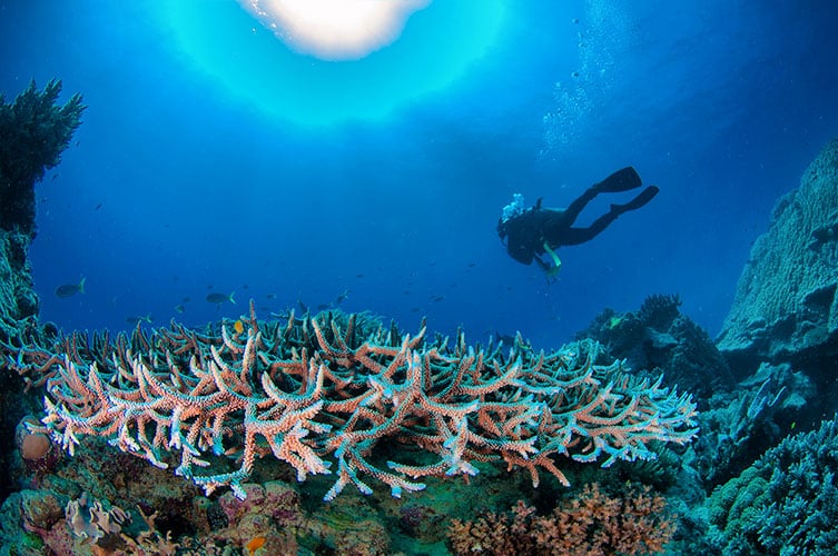 Staghorn Corals and Diver