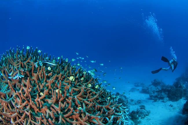 Staghorn Corals and Diver