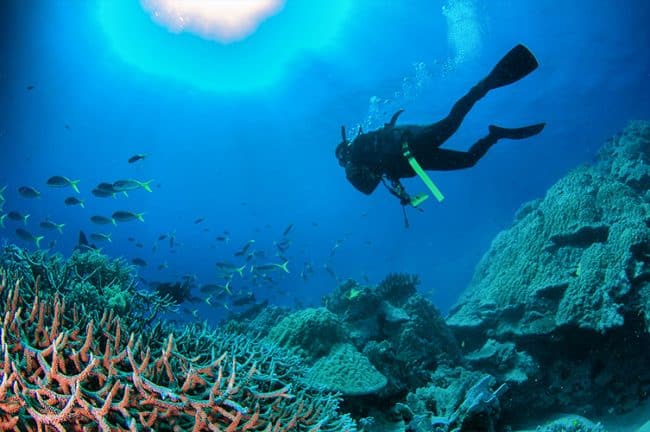 Yellowtail Fish Staghorn Corals and Diver