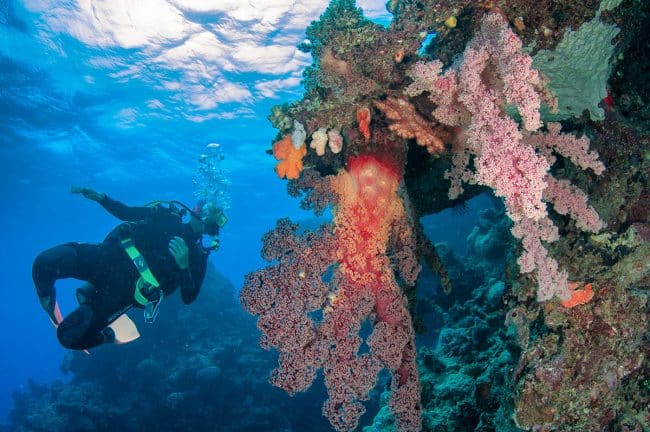 Scuba Diver with beautiful red soft corals.