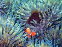 Orange-White Anemonefish found on the Great Barrier Reef