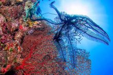 Feather Star and Red Seafan