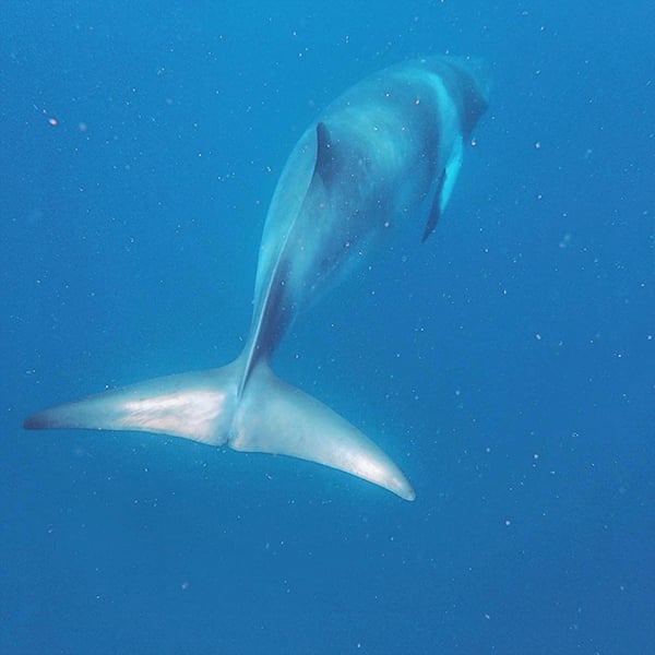 Dwarf Minke Whale Swimming