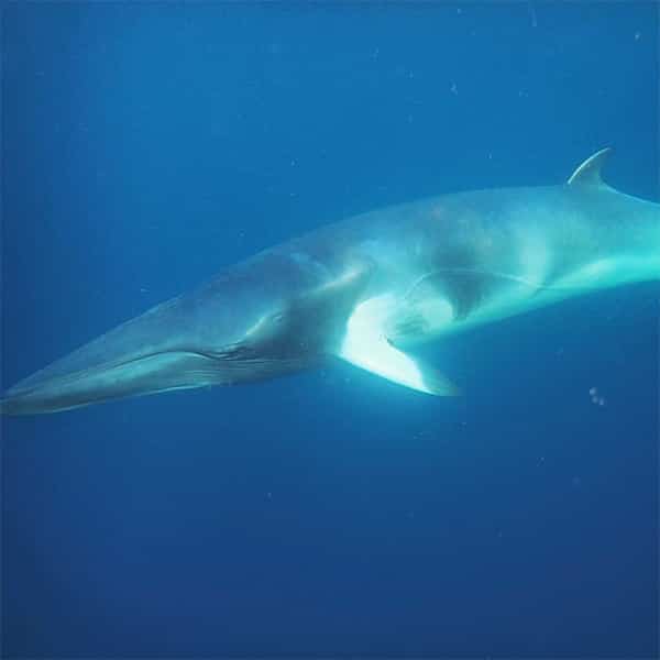 Dwarf Minke Whale near Cairns