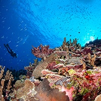 Diving at Bouganville Reef