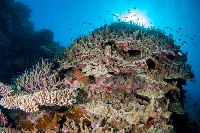 Healthy Coral Bommy
