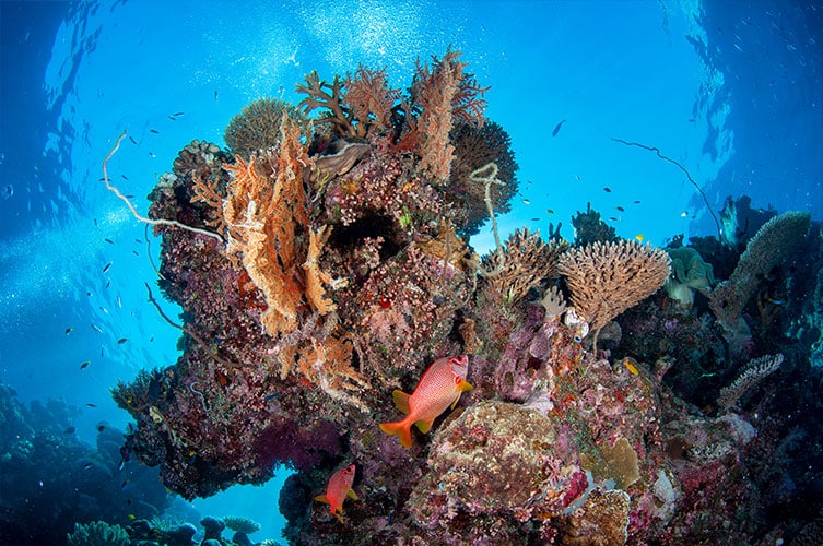Cluster of Coral Seafans