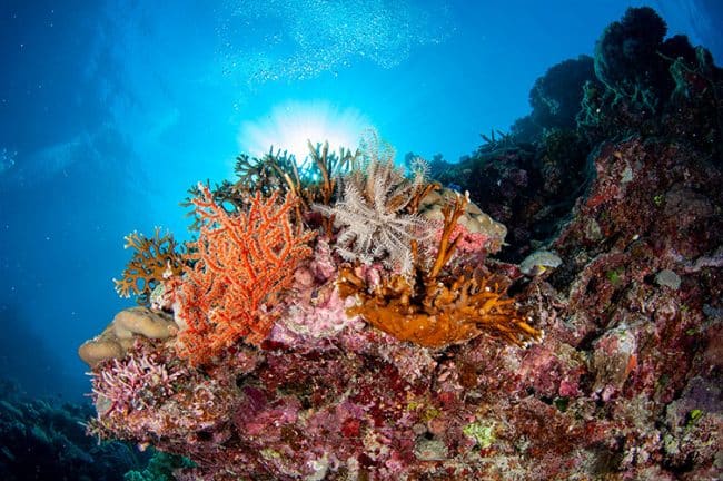 Fire Coral and Seafans