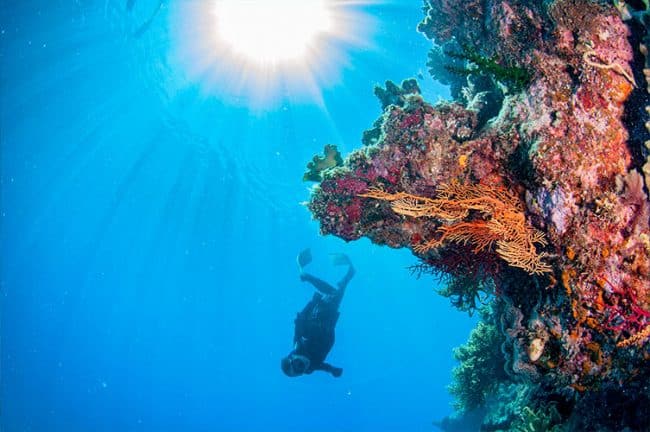 Freediver and Red Seafans