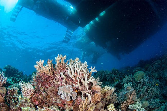 Hard Corals Under Boat