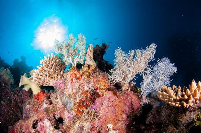 Healthy Corals