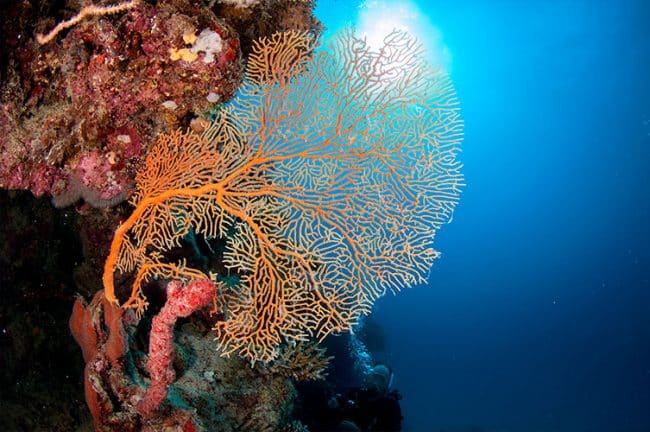 Orange Seafans