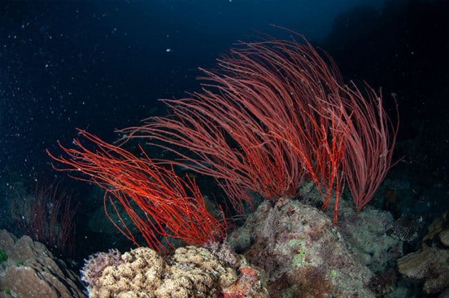 Red Sea Whips