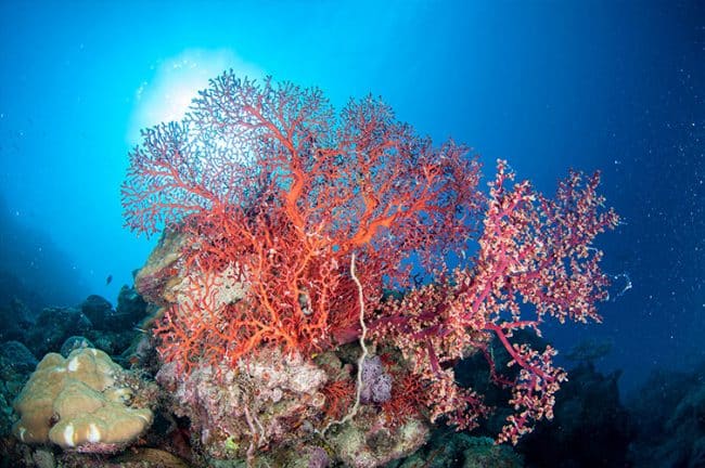 Beautiful large red seafans