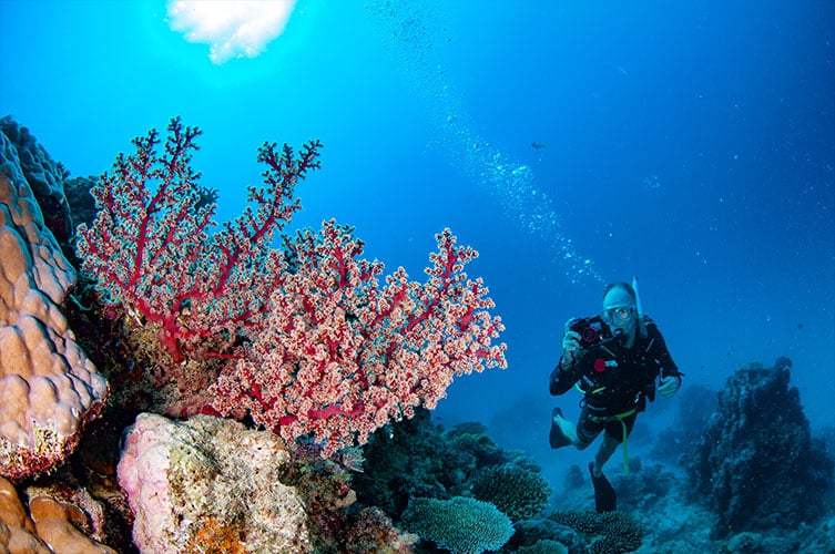 Red Soft Corals and Diver